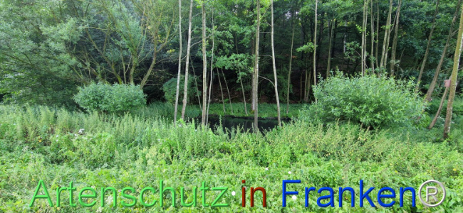 © Artenschutz in Franken® Bild zum Eintrag (1109353-160)