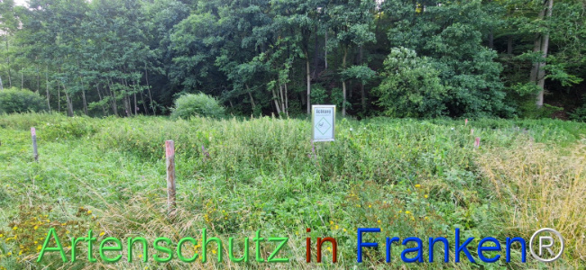 © Artenschutz in Franken® Bild zum Eintrag (1109355-160)