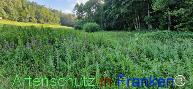 © Artenschutz in Franken® Bild zum Eintrag (1109356-160)