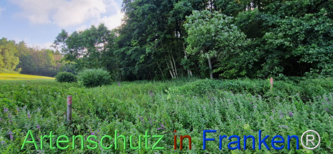 © Artenschutz in Franken® Bild zum Eintrag (1109357-160)