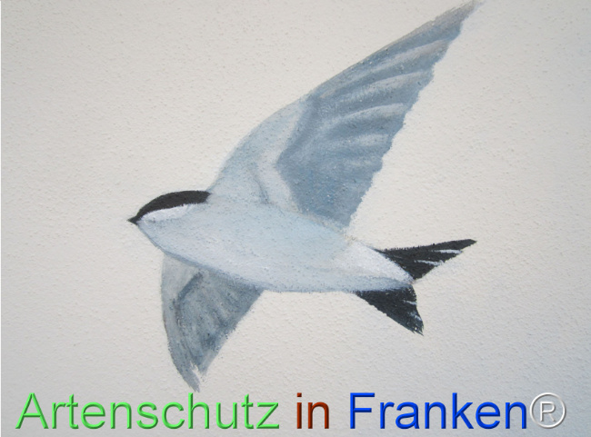 © Artenschutz in Franken® Bild zum Eintrag (1109390-160)