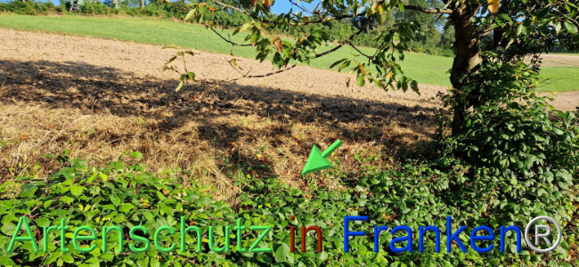 © Artenschutz in Franken® Bild zum Eintrag (1109422-160)