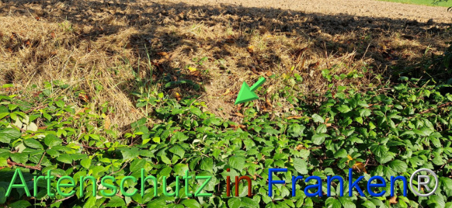 © Artenschutz in Franken® Bild zum Eintrag (1109423-160)