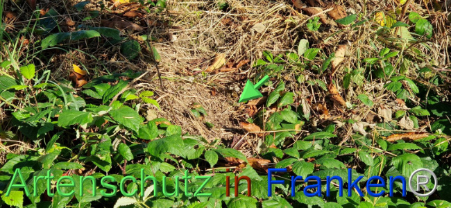 © Artenschutz in Franken® Bild zum Eintrag (1109424-160)