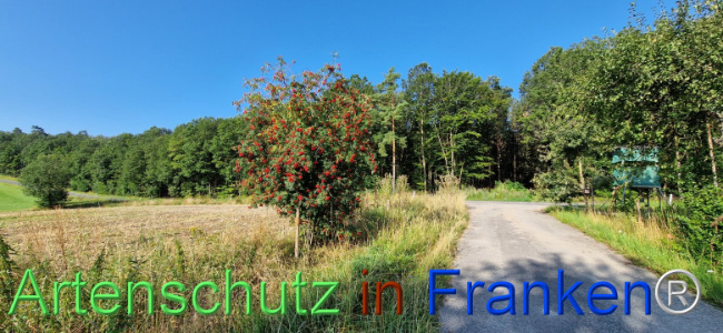 © Artenschutz in Franken® Bild zum Eintrag (1109449-160)