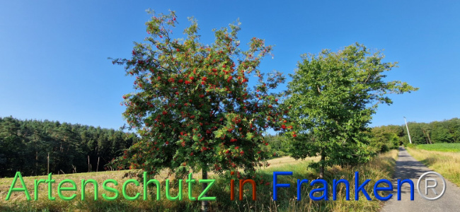 © Artenschutz in Franken® Bild zum Eintrag (1109451-160)
