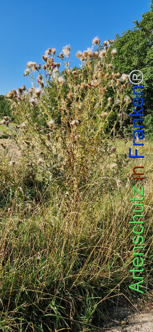 © Artenschutz in Franken® Bild zum Eintrag (1109453-160)