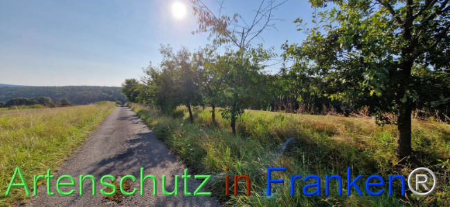 © Artenschutz in Franken® Bild zum Eintrag (1109455-160)