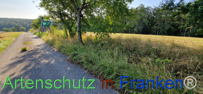 © Artenschutz in Franken® Bild zum Eintrag (1109457-160)