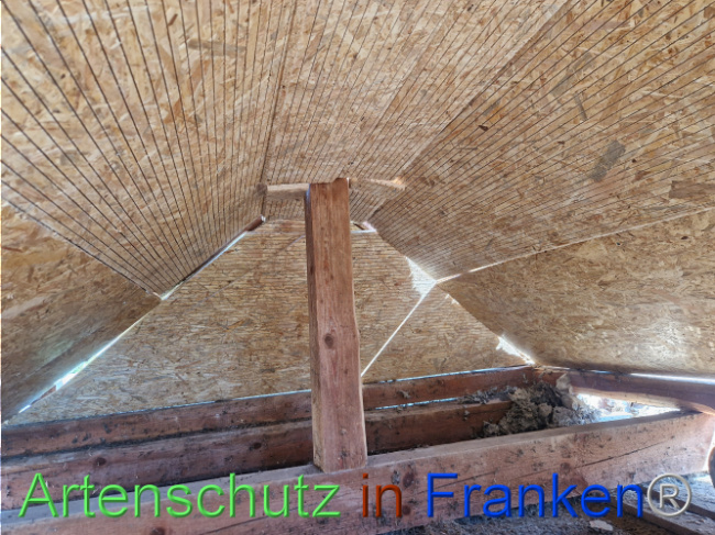 © Artenschutz in Franken® Bild zum Eintrag (1109488-160)