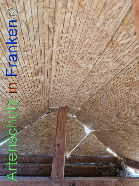 © Artenschutz in Franken® Bild zum Eintrag (1109491-160)