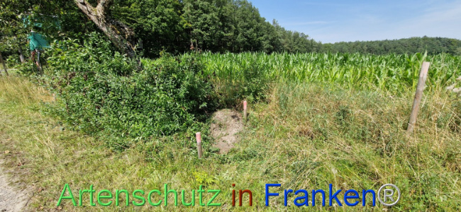 © Artenschutz in Franken® Bild zum Eintrag (1109598-160)