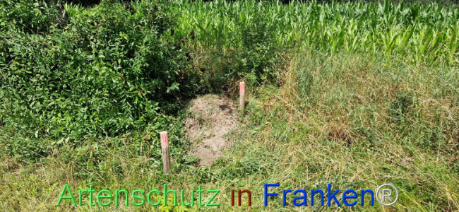 © Artenschutz in Franken® Bild zum Eintrag (1109599-160)