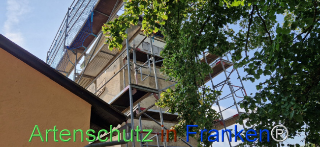 © Artenschutz in Franken® Bild zum Eintrag (1109832-160)