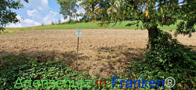 © Artenschutz in Franken® Bild zum Eintrag (1109840-160)