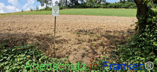 © Artenschutz in Franken® Bild zum Eintrag (1109841-160)
