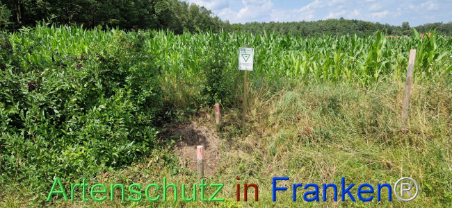© Artenschutz in Franken® Bild zum Eintrag (1109844-160)