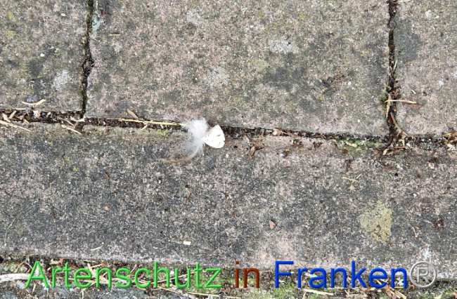 Bild zum Eintrag (1109875-160)