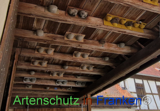 © Artenschutz in Franken® Bild zum Eintrag (1109880-160)