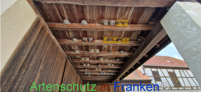 © Artenschutz in Franken® Bild zum Eintrag (1109881-160)