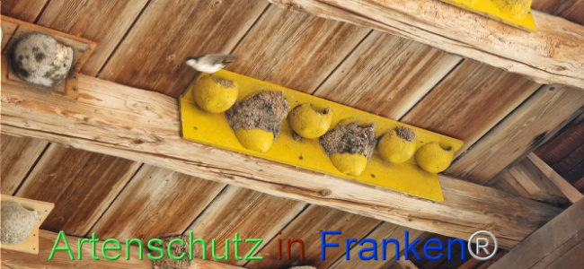 © Artenschutz in Franken® Bild zum Eintrag (1109884-160)