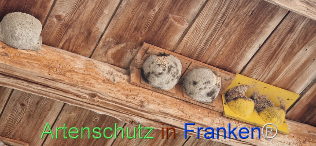 © Artenschutz in Franken® Bild zum Eintrag (1109885-160)