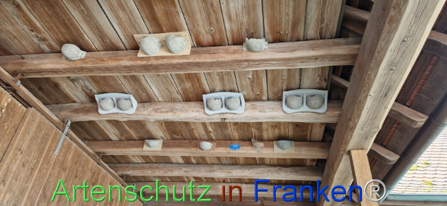 © Artenschutz in Franken® Bild zum Eintrag (1109887-160)