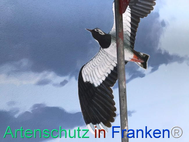 © Artenschutz in Franken® Bild zum Eintrag (1110126-160)