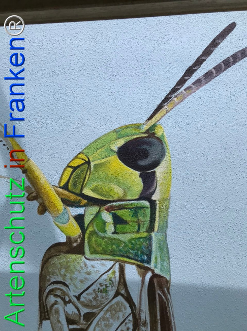© Artenschutz in Franken® Bild zum Eintrag (1110230-160)