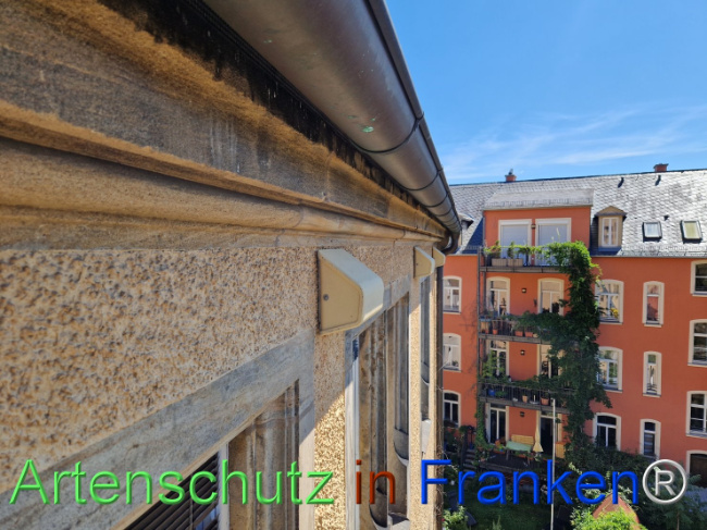 © Artenschutz in Franken® Bild zum Eintrag (1110365-160)