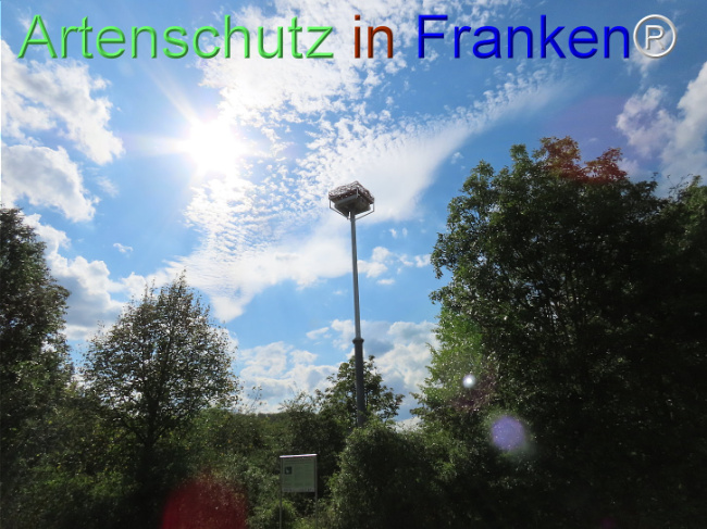 © Artenschutz in Franken® Bild zum Eintrag (1110596-160)