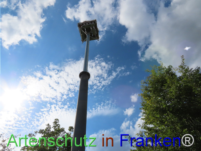 © Artenschutz in Franken® Bild zum Eintrag (1110597-160)