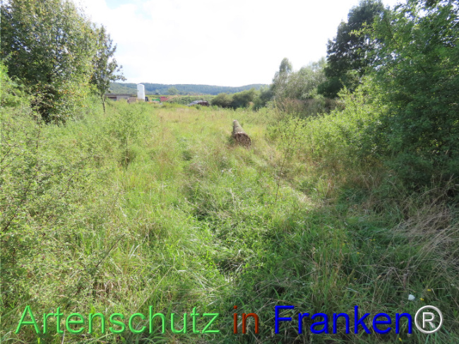 © Artenschutz in Franken® Bild zum Eintrag (1110601-160)