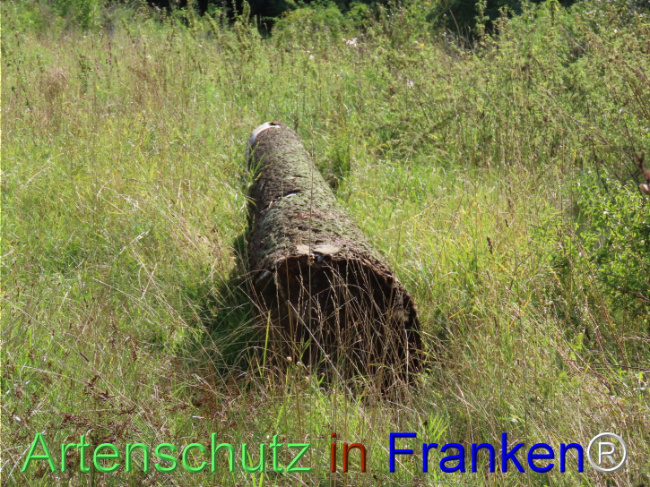 © Artenschutz in Franken® Bild zum Eintrag (1110602-160)