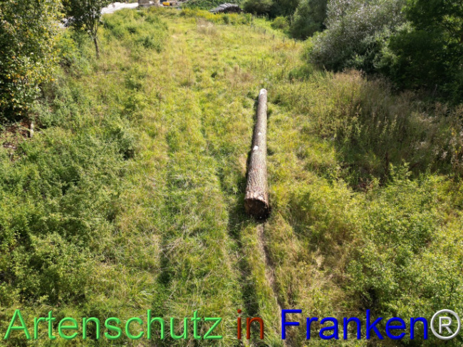 © Artenschutz in Franken® Bild zum Eintrag (1110606-160)