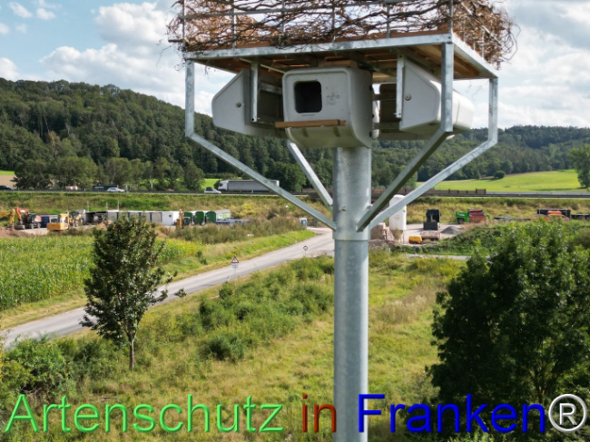 © Artenschutz in Franken® Bild zum Eintrag (1110641-160)