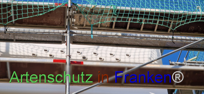 © Artenschutz in Franken® Bild zum Eintrag (1110674-160)