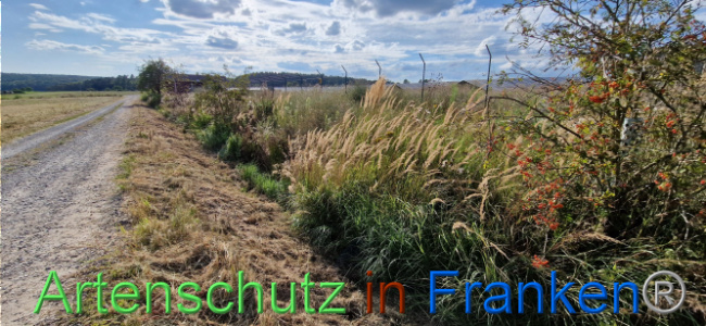 © Artenschutz in Franken® Bild zum Eintrag (1110716-160)