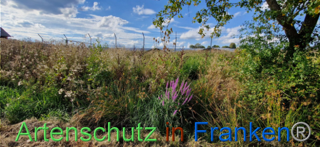 © Artenschutz in Franken® Bild zum Eintrag (1110718-160)