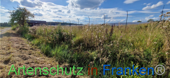 © Artenschutz in Franken® Bild zum Eintrag (1110720-160)