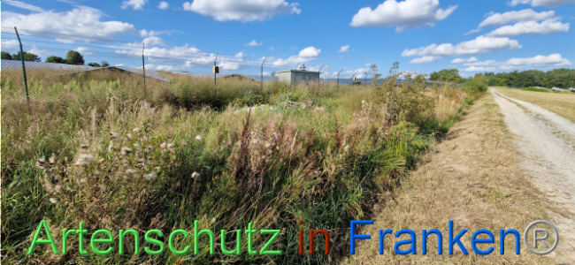 © Artenschutz in Franken® Bild zum Eintrag (1110721-160)