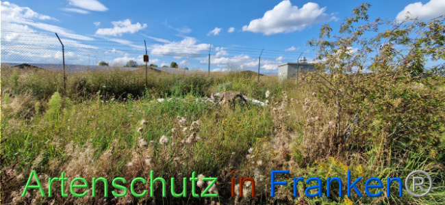 © Artenschutz in Franken® Bild zum Eintrag (1110722-160)