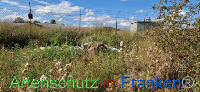 © Artenschutz in Franken® Bild zum Eintrag (1110724-160)