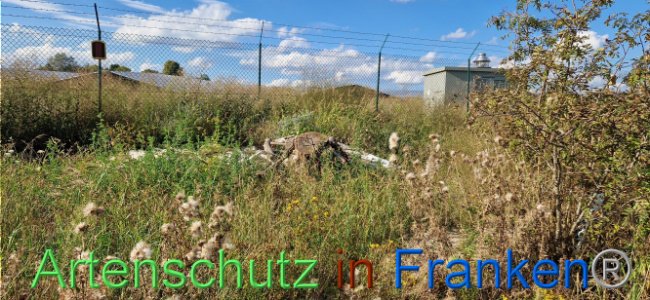 © Artenschutz in Franken® Bild zum Eintrag (1110725-160)