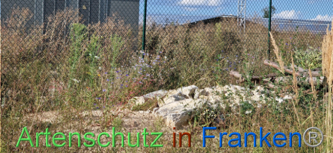 © Artenschutz in Franken® Bild zum Eintrag (1110731-160)