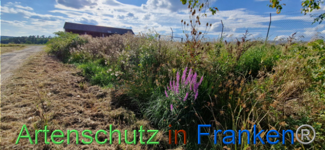 © Artenschutz in Franken® Bild zum Eintrag (1110732-160)
