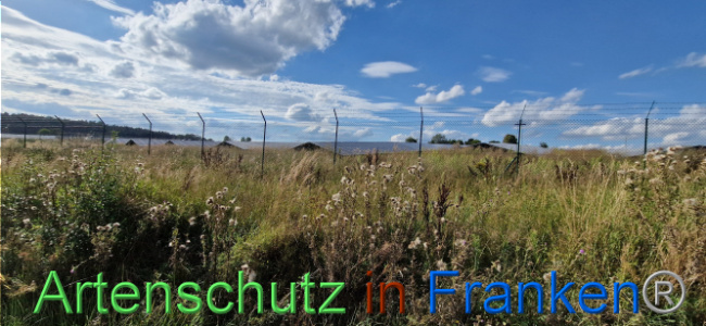 © Artenschutz in Franken® Bild zum Eintrag (1110733-160)