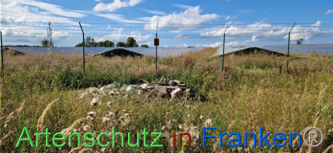 © Artenschutz in Franken® Bild zum Eintrag (1110736-160)