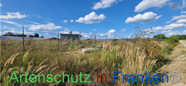 © Artenschutz in Franken® Bild zum Eintrag (1110737-160)