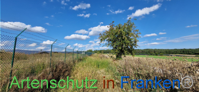 © Artenschutz in Franken® Bild zum Eintrag (1110739-160)